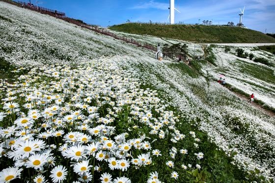 图为江原道平昌青玉山山顶“六百斗地”上盛开白色雏菊，场面壮观。【照片来源：中央图片库】 