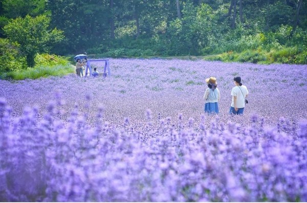 初夏是属于薰衣草的季节。现在这个时候，正是徜徉在耀眼的紫色花丛中品味浓浓花香的最佳时期。【照片来源：青农园】