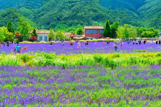 江原道高城HANI薰衣草农场是很早就用薰衣草来开拓景观农业。地中海风格的建筑和紫色的花朵相映成趣，充满着异域风情。【照片来源：韩联社】
